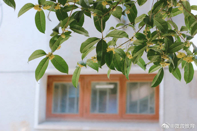 秋景|校园秋景开启，一起来看