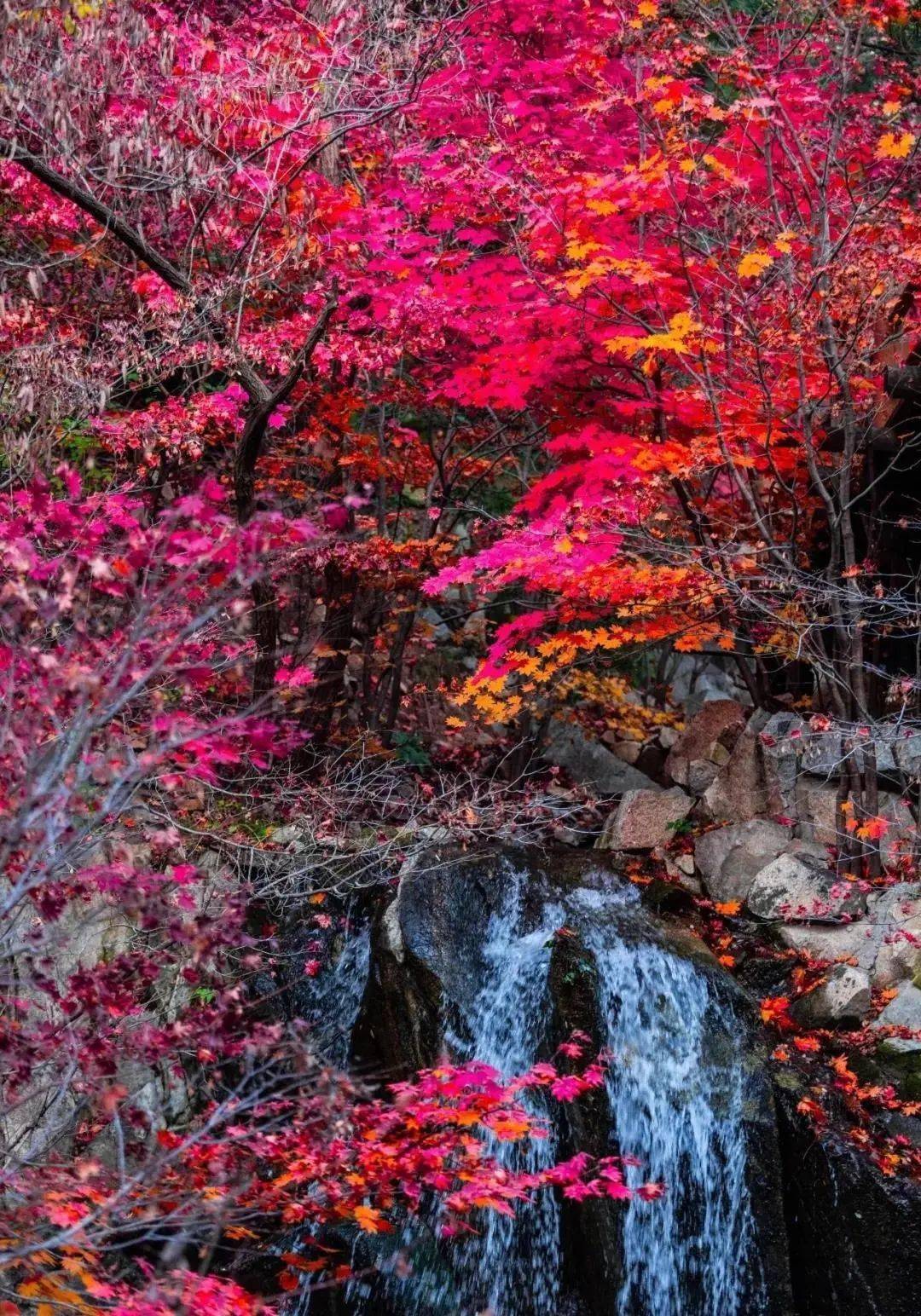 【枫叶红了】红枫 · 秋天的灵魂~济南九如山已进入红枫最佳观赏期!