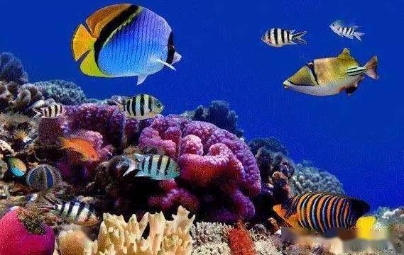 梦游热带鱼之境，解读热带鱼跃出鱼缸咬我的梦境寓意