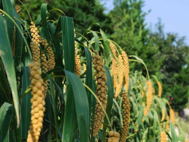 小米|省时省力！黏糯、细腻、醇香热水一冲就好的小米糊