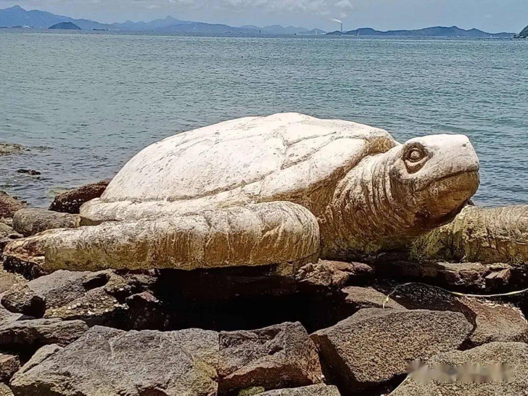 海中神兽,绿海龟,你真的了解吗?