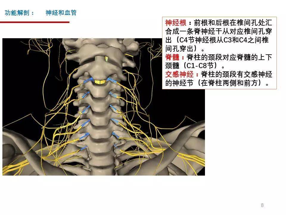 颈椎病解剖[收藏贴]