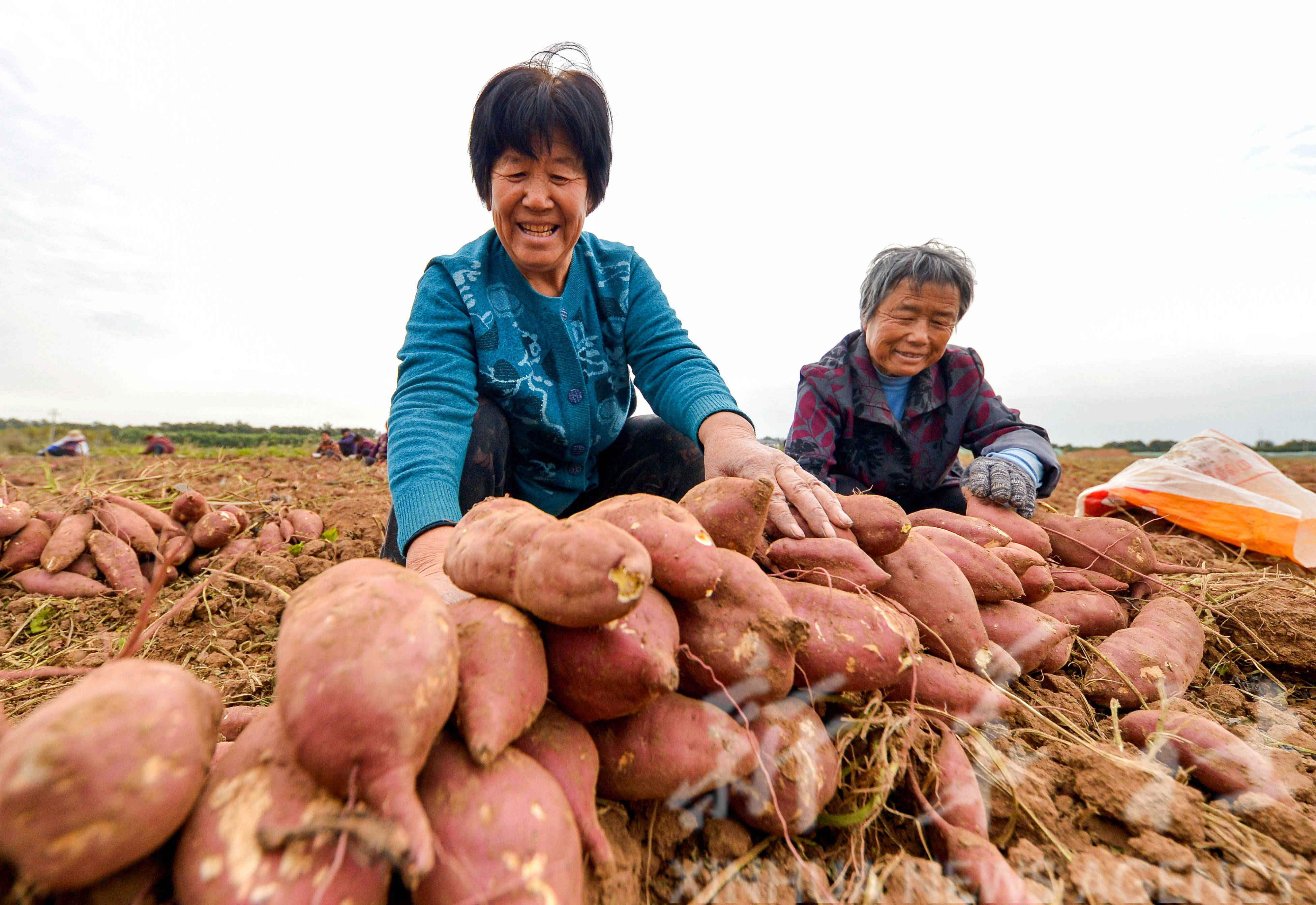红薯丰收富农家