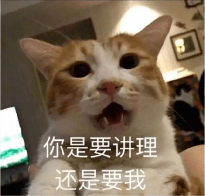小猫的视频日常生活 e199344989394689a85c6e8d0b02cc34.png