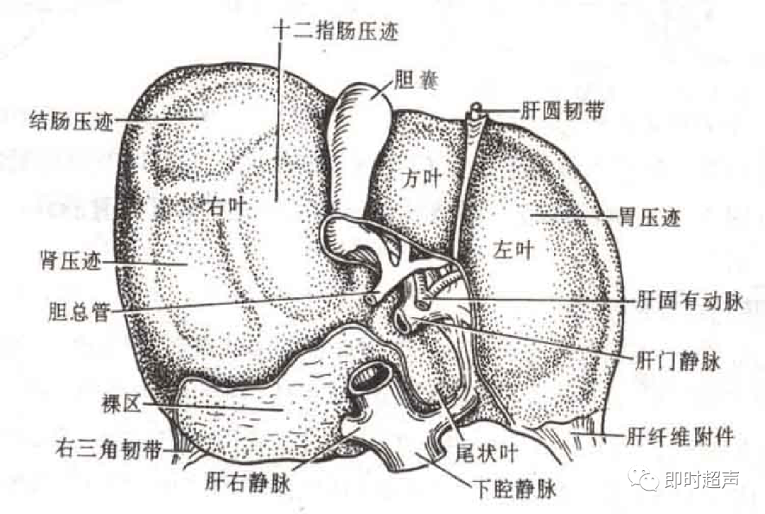 肝下间隙:被肝圆韧带和镰状韧带分为左肝下间隙和右肝下间隙(又名