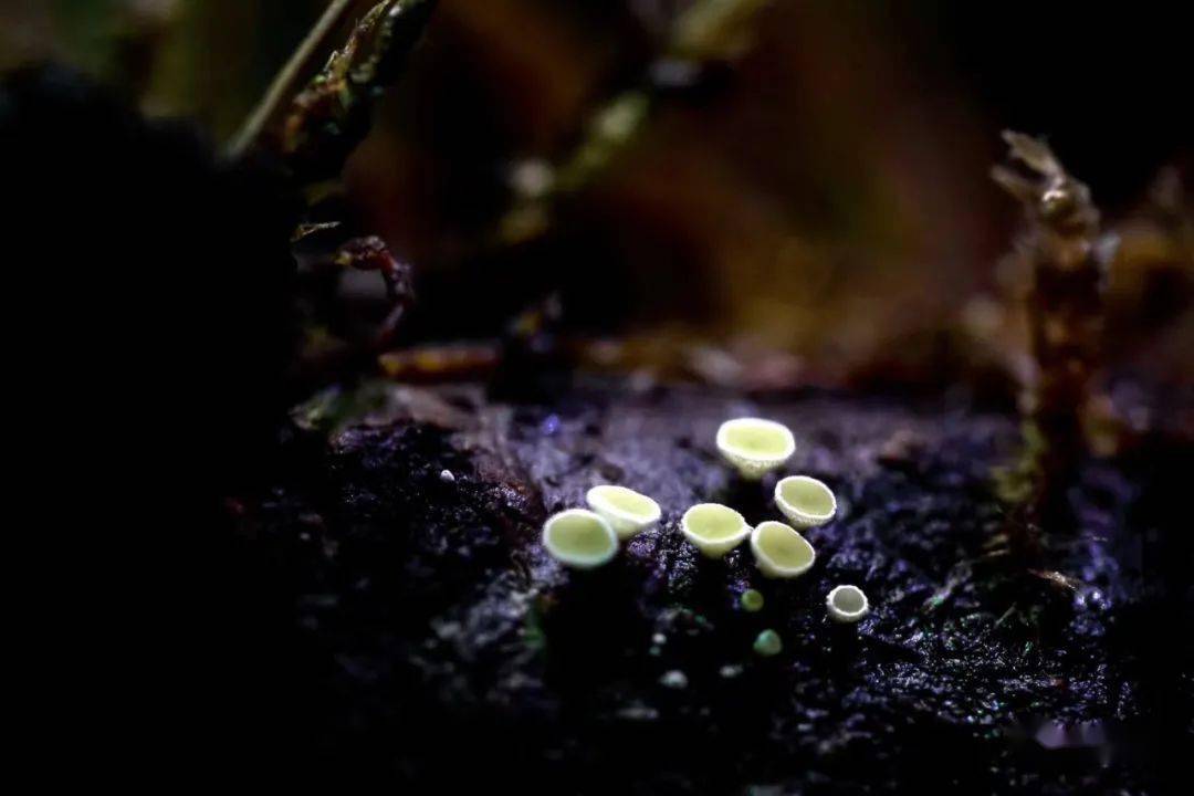 雨林缸菌类蘑菇攻略!多一个选择,多一份惊喜._孢子