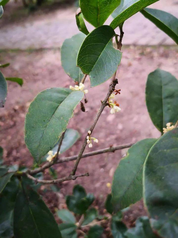 淡妆 (一边结果一边继续开花,淡妆谢花后,雌蕊开始发育) 波叶金桂