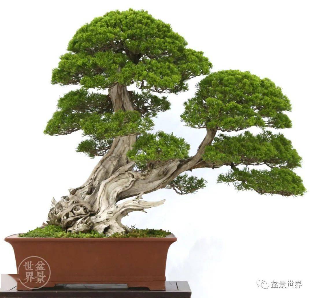 盆景排名_榕树盆景