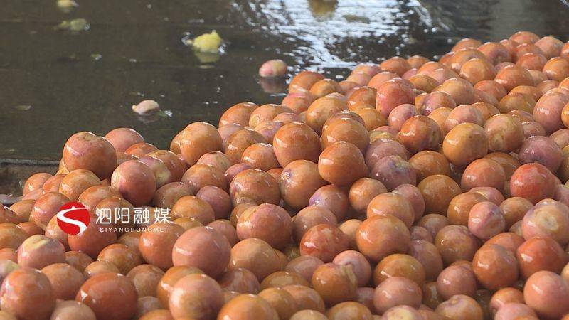 芡实喜获丰收秋日限定美味不容错过