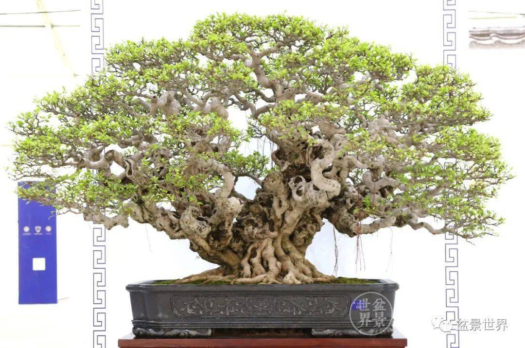 排名盆景_日本盆景品种排名