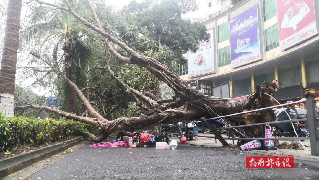 台风浪卡在琼海博鳌沿海登陆海口一大树倒下女子被压