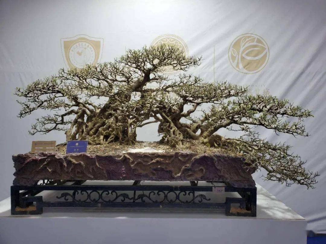 最速报得奖作品来了2020中国盆景艺术家协会会员盆景展获奖作品集锦