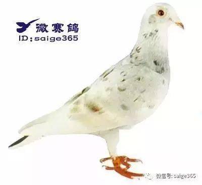 优秀麒麟花鸽欣赏!