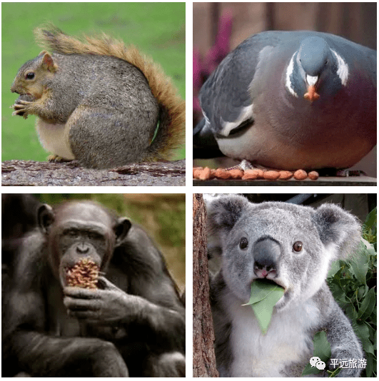 平远|“猪”多美食等着你秋来