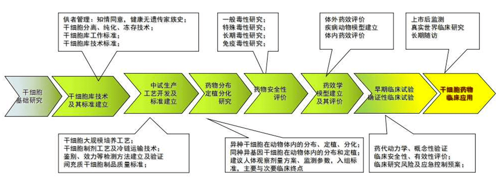 干细胞药物开发流程