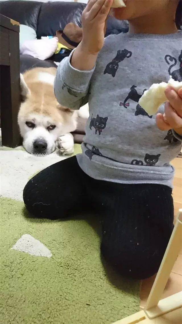 有些狗子,看起来很淡定,实则内心十分小气.