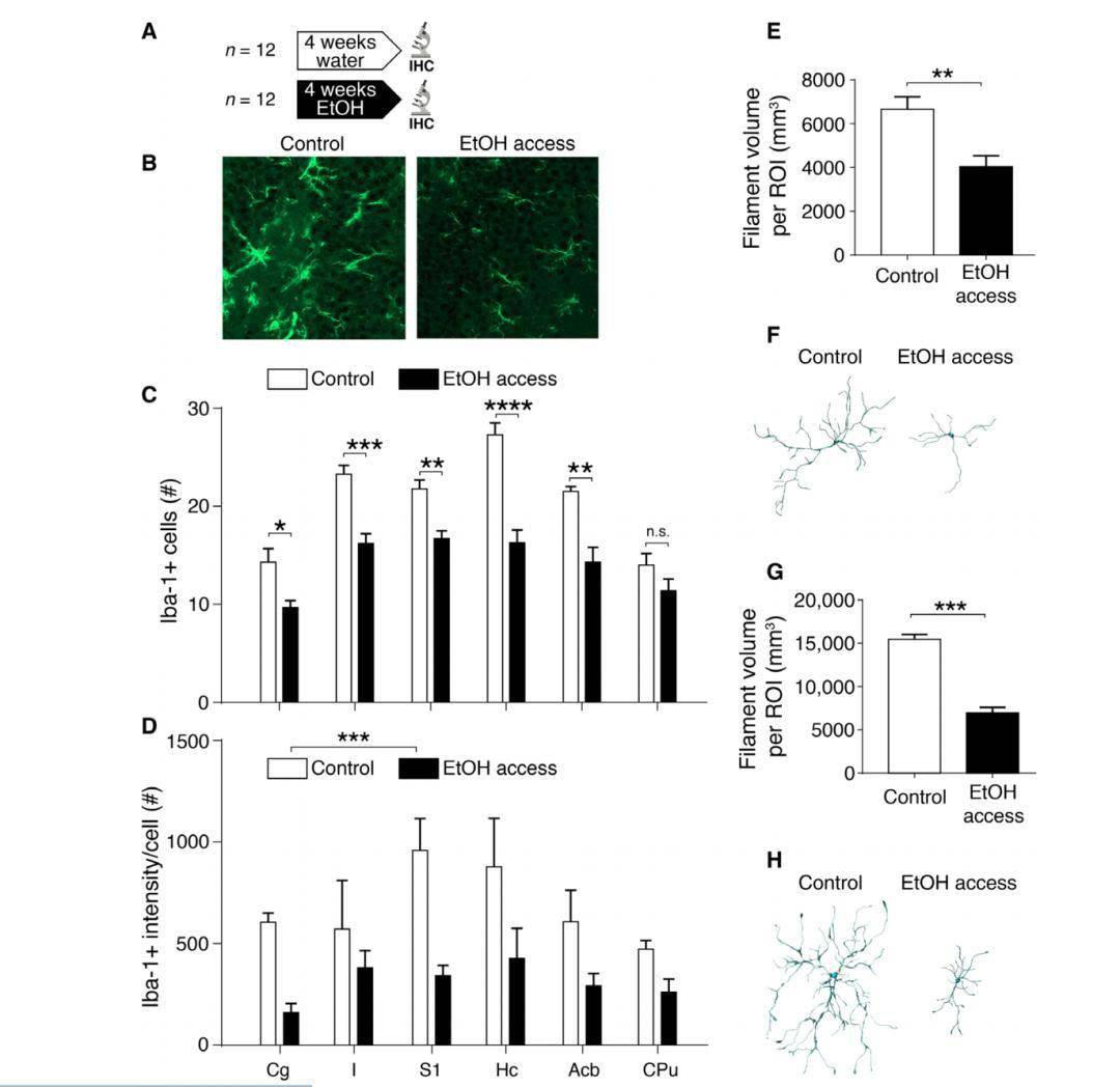 研究|Science子刊：喝酒为何会上瘾？酒精会改变脑细胞外空间形状及大脑中递质扩散