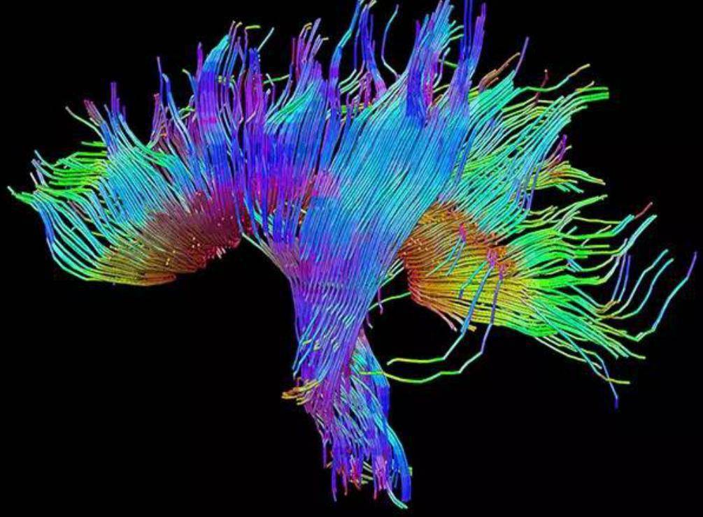 研究|Science子刊：喝酒为何会上瘾？酒精会改变脑细胞外空间形状及大脑中递质扩散