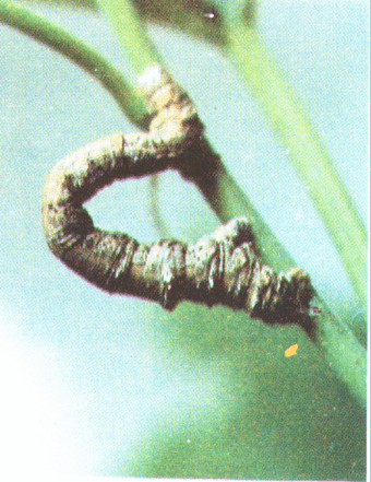 桑尺蠖幼虫