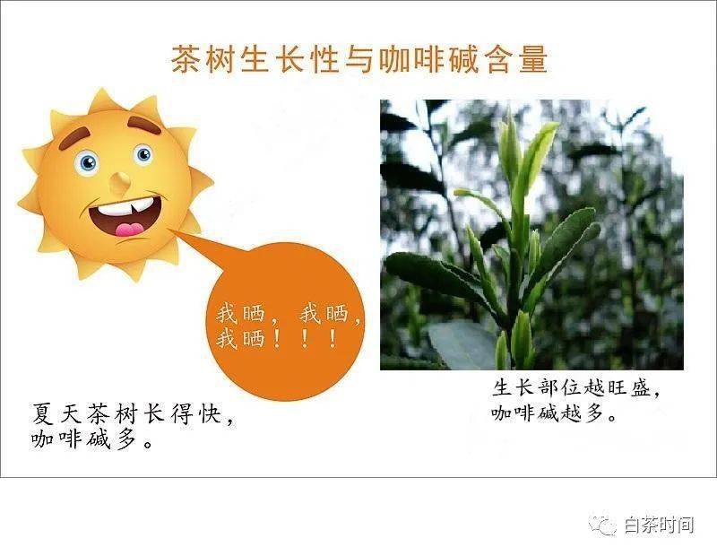 茶叶中的咖啡碱是怎样的一种存在