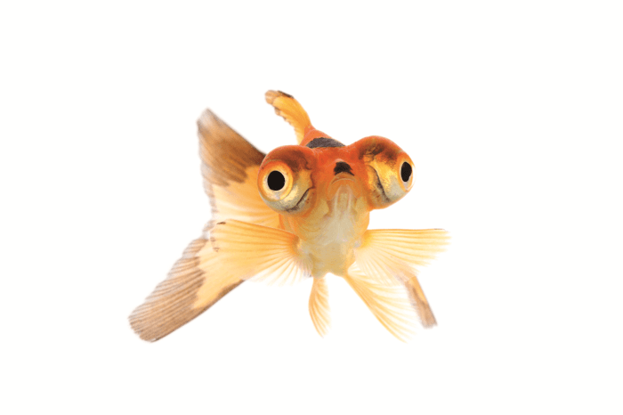 日本推出世界首部鱼的正脸写真集!这蠢萌的样子也太可爱了叭哈哈哈哈