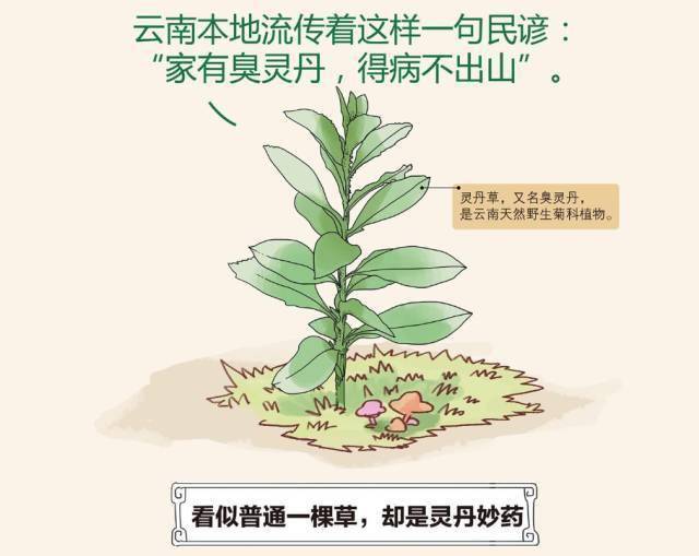 我,灵丹草的前世今生_云南