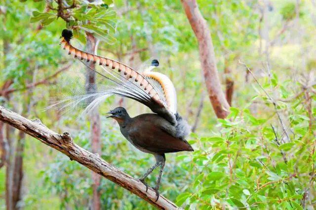 澳大利亚琴鸟动物界的口技大师能够模仿数百种声音