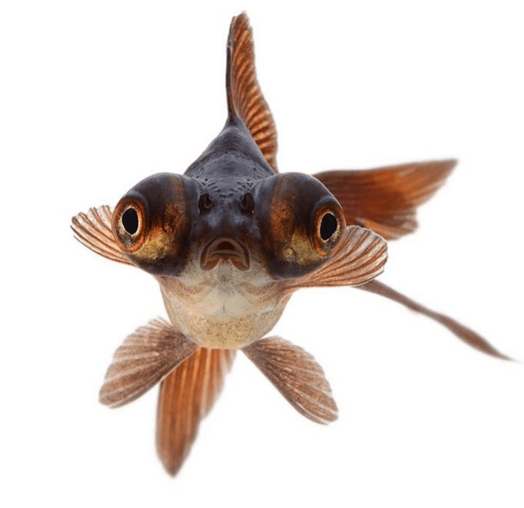 日本推出世界首部鱼的正脸写真集!这蠢萌的样子也太可爱了叭哈哈哈哈