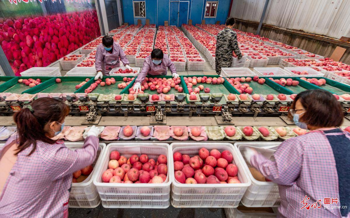 万荣|山西万荣：苹果喜获丰收