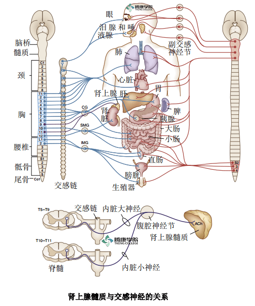 疼痛解剖学|自主神经系统的交感神经部分
