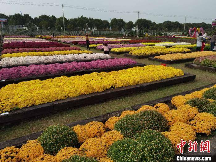 400亩花海欢"菊"一堂 菊花展和稻花节南京乡村开幕