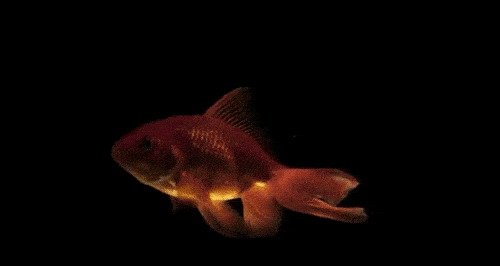 怎么养鱼不用除鱼屎 15f3580f4f1b4ca68297c5976d2145e3.gif