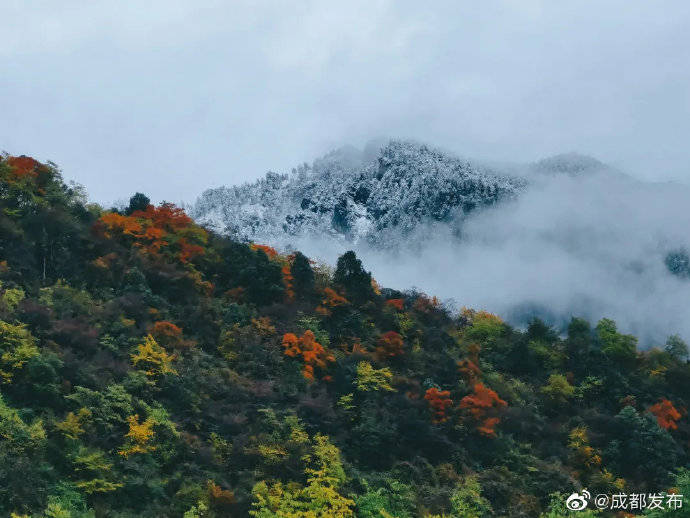 大雪|西岭雪山再降大雪 雪中赏红叶正当时