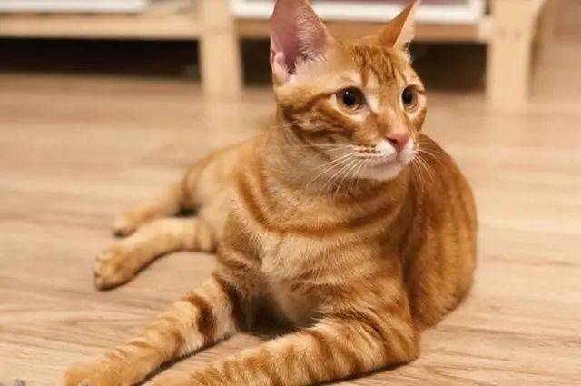 橘猫坐上神桌后,变身