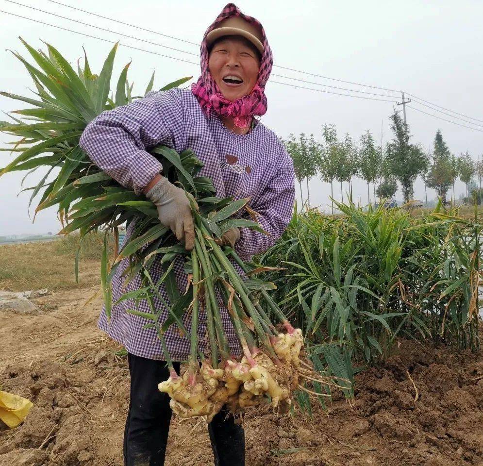 平度仁兆:两万亩大姜迎来丰收季_手机搜狐网