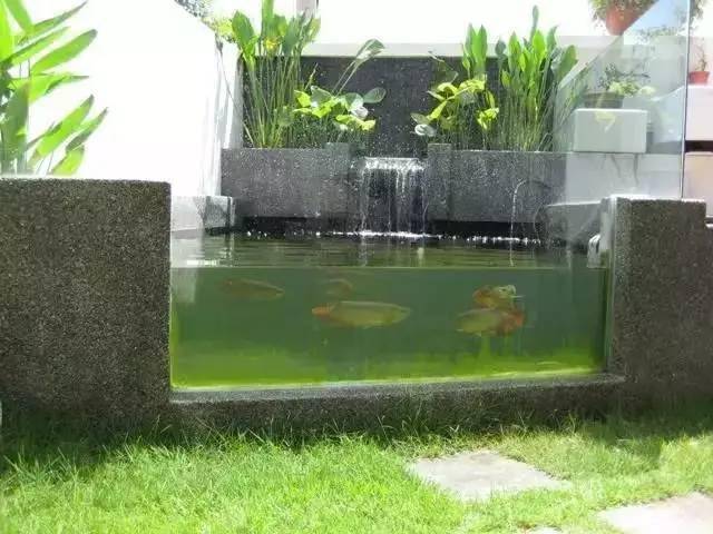 太养眼这才是我梦想的室外龙鱼缸池