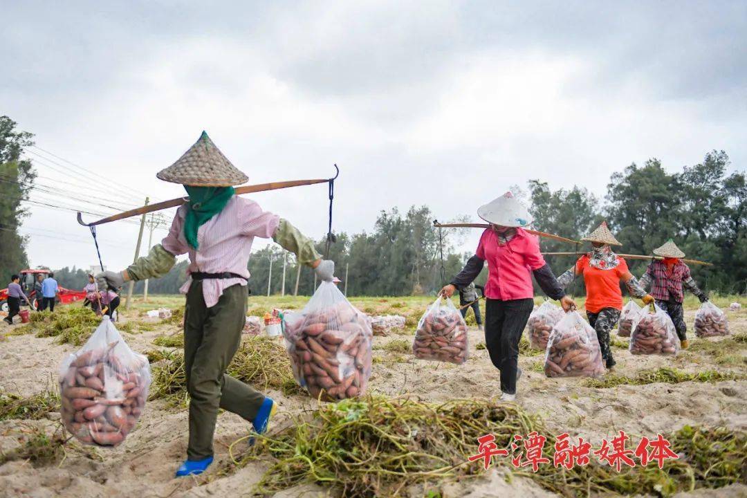 甘薯|地里的“真宝贝”收获啦！这是平潭人忘不了的老味道