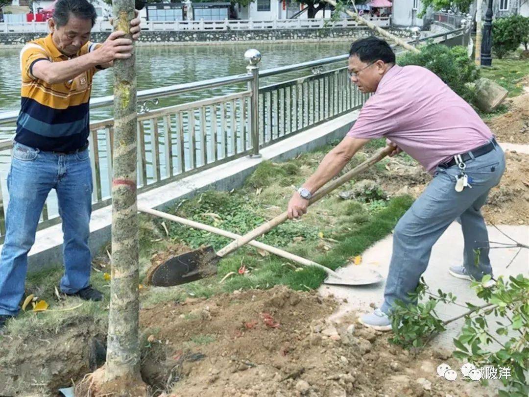 陆丰外出乡贤捐赠树木支持家乡新农村建设