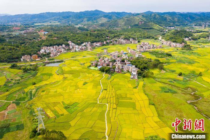 金黄稻田与新农村辉映成景 何华文 摄