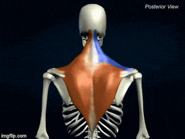 44908a5650ce4f968eb02dcd95db342e.gif