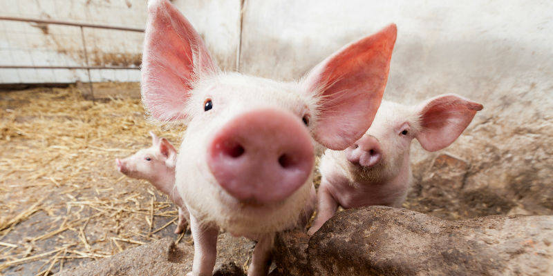 牧原股份三季度日赚超过一亿元 猪价回落趋势下