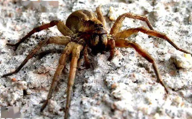 世界上最毒蜘蛛有多可怕?男性被咬后,还会引发"生理反应"