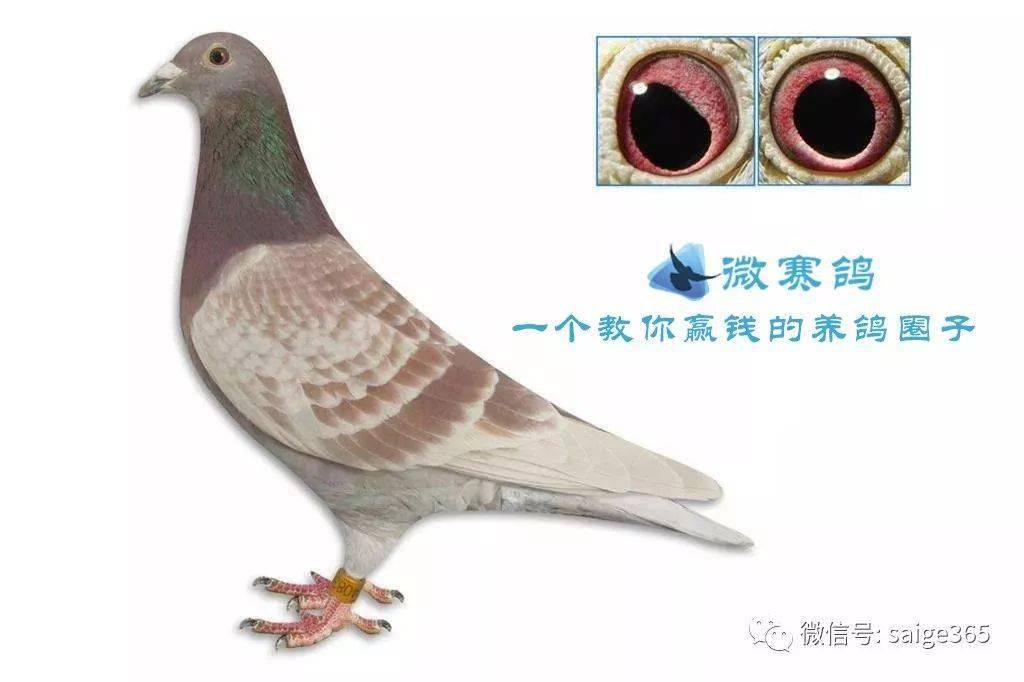 马克怪眼"魔森"_马克罗森斯