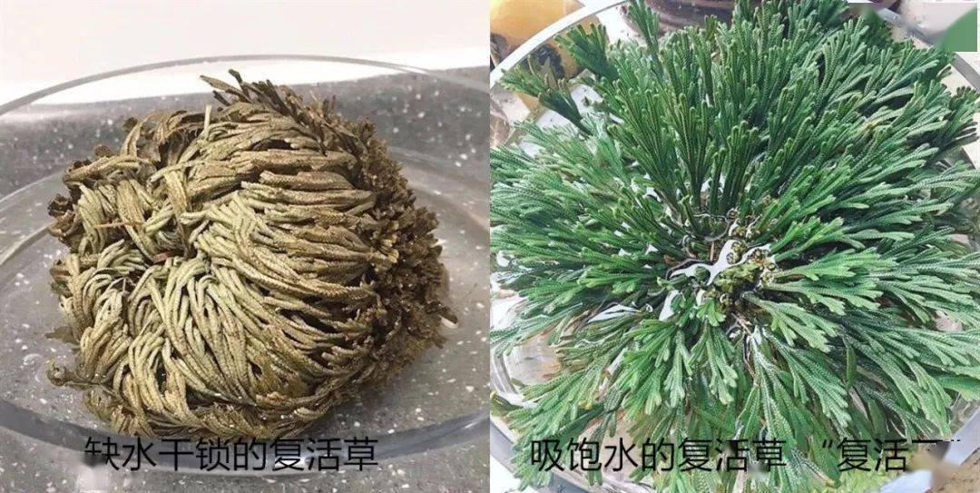 肌肤|樱花妹满脸的胶原蛋白,都是这个日本“小棕瓶”抹出来的