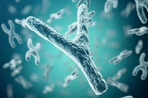 少精子症患者,不明原因男性不育患者用药前,无精子症患者睾丸活检术