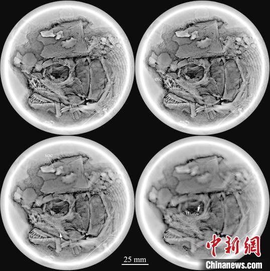 世界|中国发现2.44亿年前“云南暴鱼” 为世界最古老疣齿鱼科鱼类