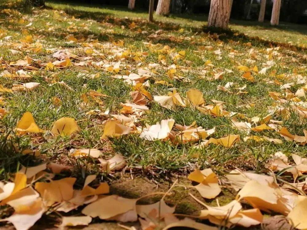 【芯摄影】凉风吹徐,秋色微醺