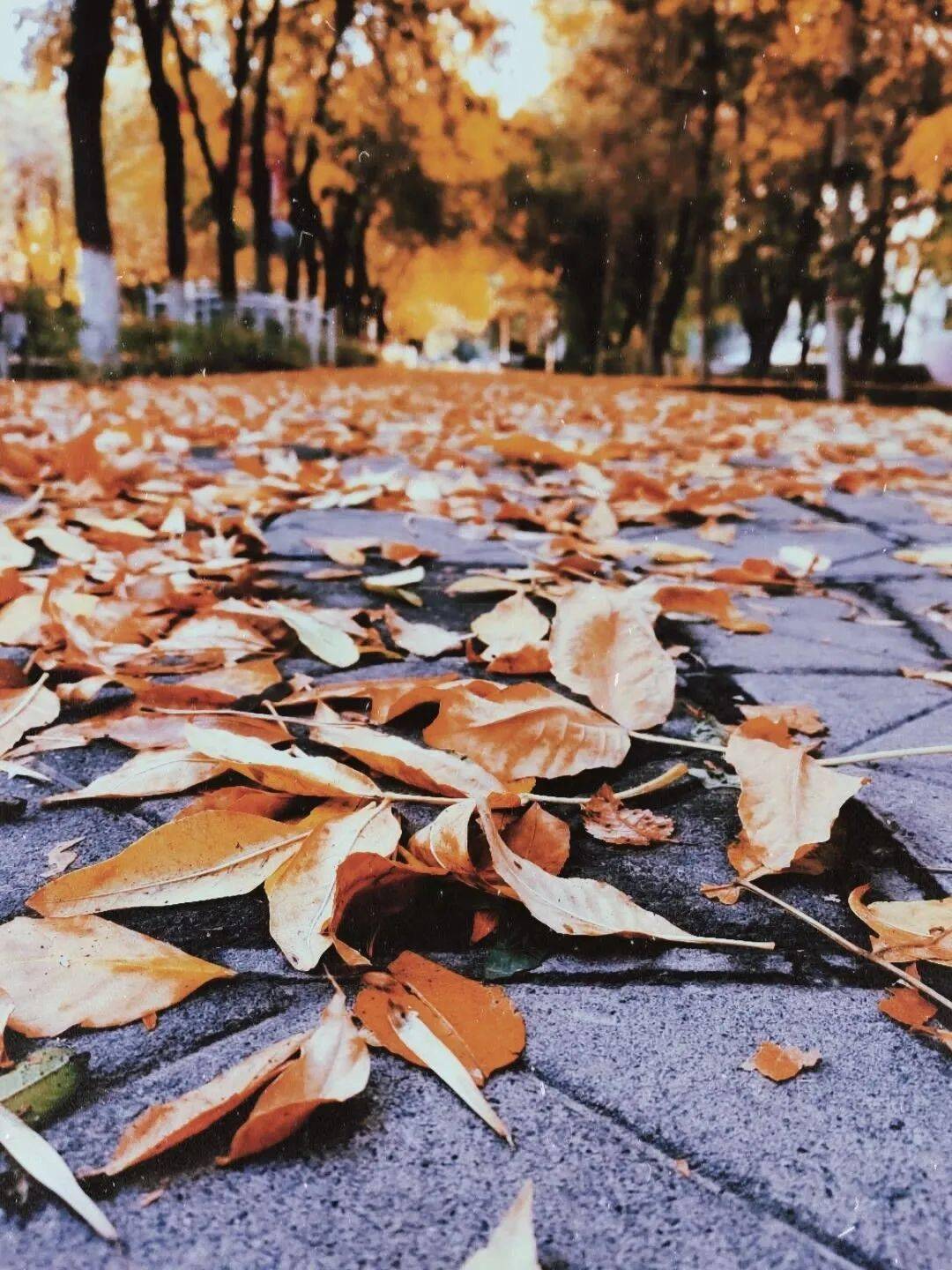 【芯摄影】凉风吹徐,秋色微醺