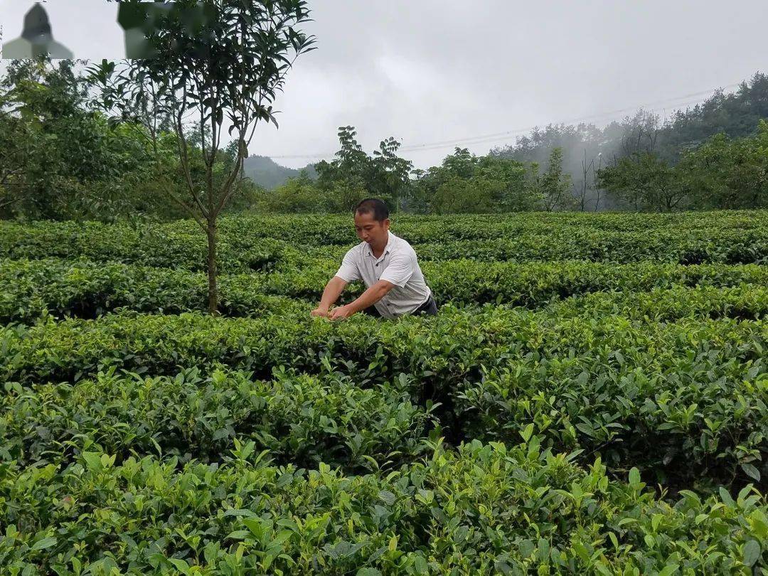 高县落润镇有多少人口_宜宾高县庆符镇规划图