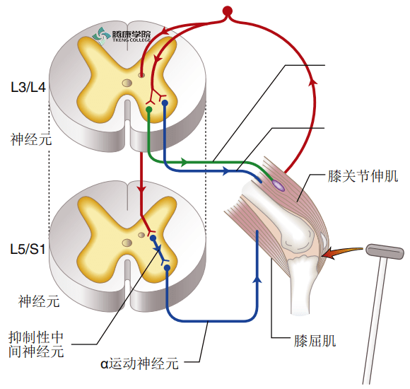 疼痛解剖学|机械感受器的功能解剖